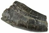 Serrated Tyrannosaur Tooth - Two Medicine Formation #263788-1